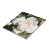mooie witte rozenbloem, liefde en romance tegeltje (Zijkant)