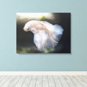 Mooie witte Siamese Betta die vis vecht Canvas Afdruk (Insitu (Houten vloer))