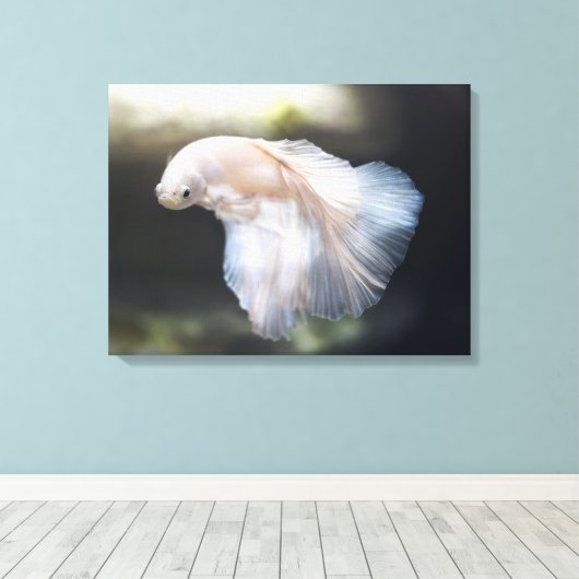 Mooie witte Siamese Betta die vis vecht Canvas Afdruk (Insitu (Houten vloer))