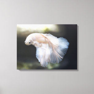 Mooie witte Siamese Betta die vis vecht Canvas Afdruk