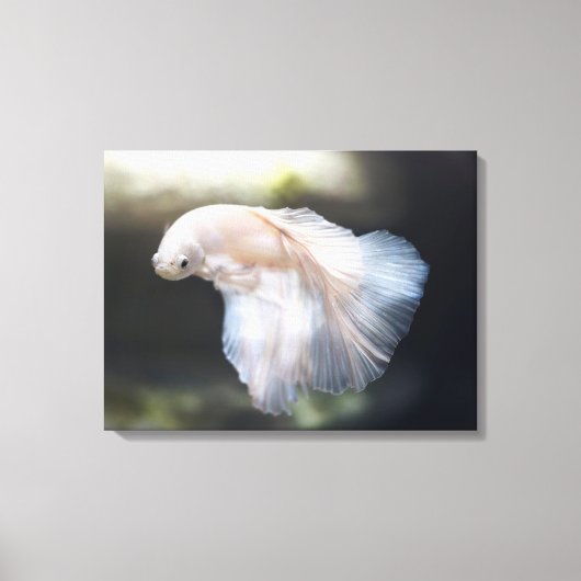 Mooie witte Siamese Betta die vis vecht Canvas Afdruk (Voorkant)