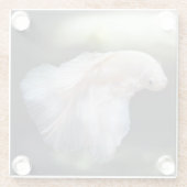 Mooie witte Siamese Betta die vis vecht Glazen Onderzetter (Achterkant)