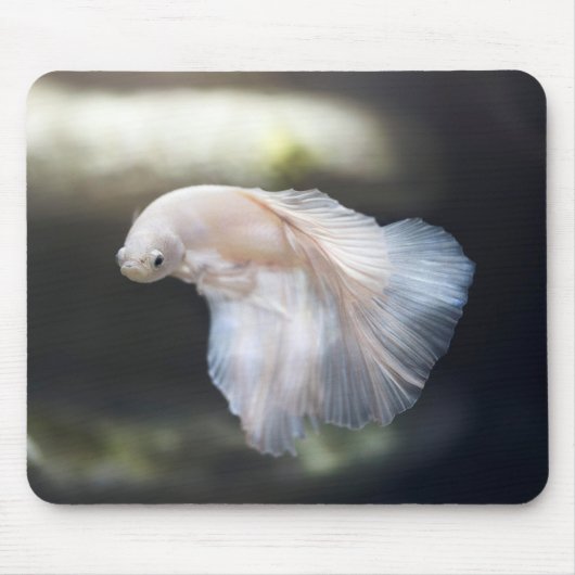Mooie witte Siamese Betta die vis vecht Muismat (Voorkant)