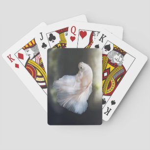 Mooie witte Siamese Betta die vis vecht Pokerkaarten