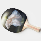 Mooie witte Siamese Betta die vis vecht Tafeltennisbatje (Zijkant)