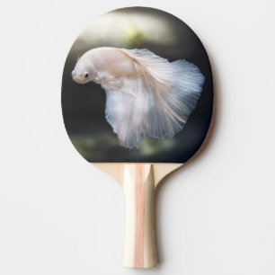 Mooie witte Siamese Betta die vis vecht Tafeltennisbatje