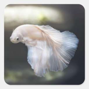 Mooie witte Siamese Betta die vis vecht Vierkante Sticker