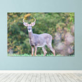 Mooie witte-staartdroer in het veld canvas afdruk (Insitu (Houten vloer))