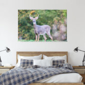 Mooie witte-staartdroer in het veld canvas afdruk (Insitu (Slaapkamer))