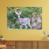 Mooie witte-staartdroer in het veld canvas afdruk (Insitu (Woonkamer))