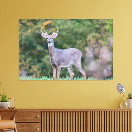 Mooie witte-staartdroer in het veld canvas afdruk (Insitu (Woonkamer))