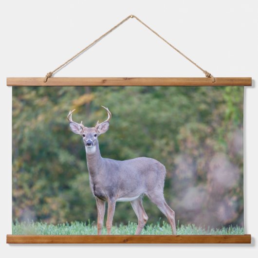 Mooie witte-staartdroer in het veld hangend wandkleed (Voorkant)