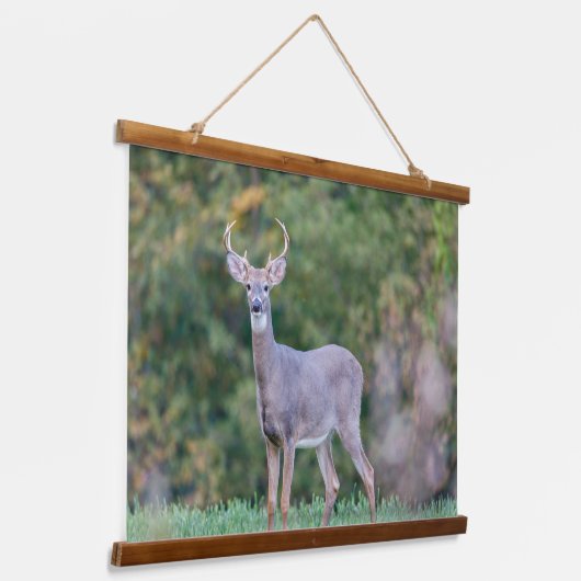 Mooie witte-staartdroer in het veld hangend wandkleed (Gebogen)