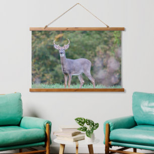 Mooie witte-staartdroer in het veld hangend wandkleed