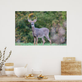 Mooie witte-staartdroer in het veld poster