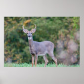 Mooie witte-staartdroer in het veld poster (Voorkant)