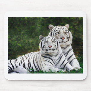 Mooie witte tigers muismat