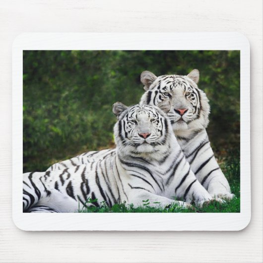 Mooie witte tigers muismat (Voorkant)