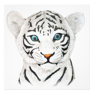 Mooie witte tijger met blauwe ogen foto afdruk