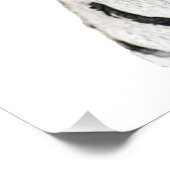 Mooie witte tijger met blauwe ogen perfect poster (Hoek)