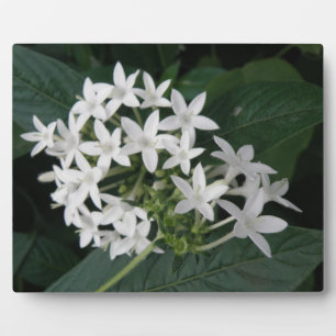 Mooie Witte Tropische Bloemen Plaquette Fotoplaat