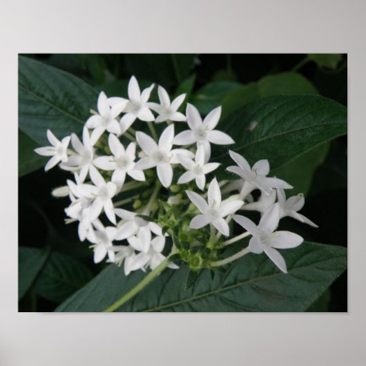 Mooie Witte Tropische Bloemen Print (Voorkant)