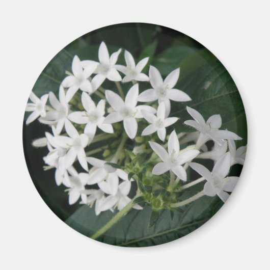Mooie, witte, tropische drijfnetten Magnet (Voorkant)