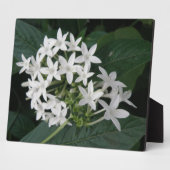 Mooie witte tropische vloerbedekking fotoplaat (Zijkant)