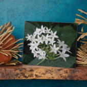 Mooie witte tropische vloerbedekking fotoplaat (Zijkant)