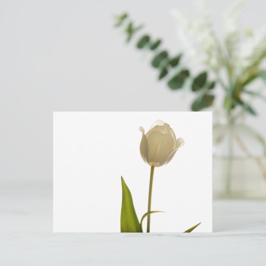 Mooie witte tulp op witte achtergrond briefkaart (Staand voorkant)