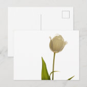 Mooie witte tulp op witte achtergrond briefkaart (Voorkant / Achterkant)