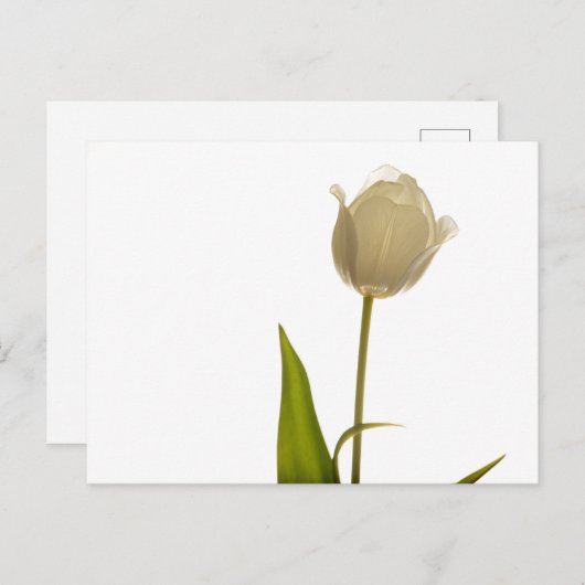 Mooie witte tulp op witte achtergrond briefkaart (Voorkant / Achterkant)