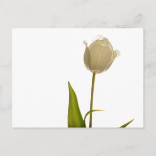 Mooie witte tulp op witte achtergrond briefkaart