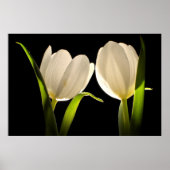Mooie witte tulpen op zwarte achtergrond poster (Voorkant)