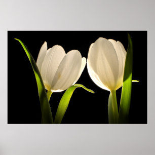 Mooie witte tulpen op zwarte achtergrond poster