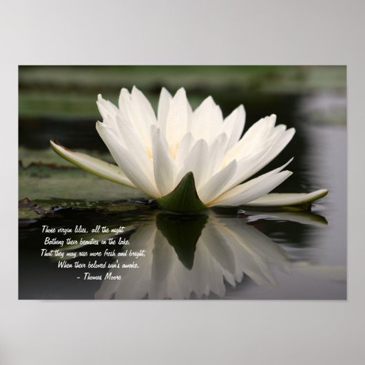 Mooie, witte waterLily die op een meer drijft Poster (Voorkant)