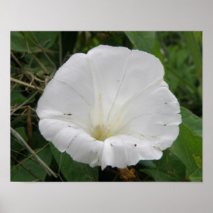 Mooie Witte Windebloem Bloem Poster