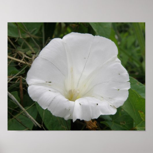 Mooie Witte Windebloem Bloem Poster (Voorkant)