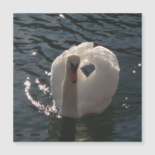 Mooie witte zwaan (Voorkant)