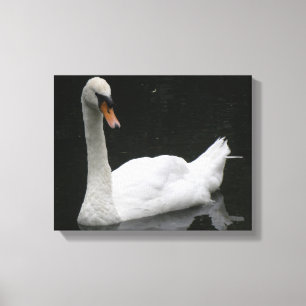 Mooie Witte Zwaan Canvasprint Canvas Afdruk