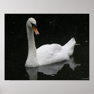 Mooie Witte Zwaan Poster