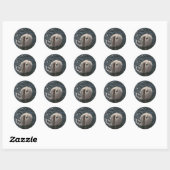Mooie witte zwaan ronde sticker (Vel)