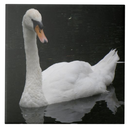 Mooie Witte Zwaan Tegel Tegeltje (Voorkant)