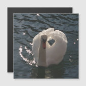 Mooie witte zwaluw (Voorkant / Achterkant)