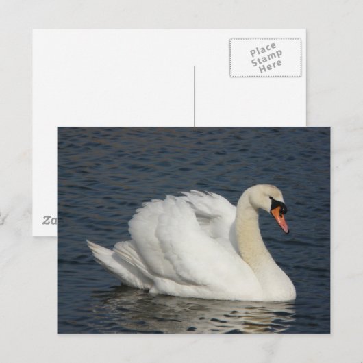 Mooie witte zwaluw in water briefkaart (Voorkant / Achterkant)