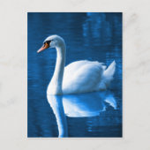 Mooie witte zwaluw in water briefkaart (Voorkant)