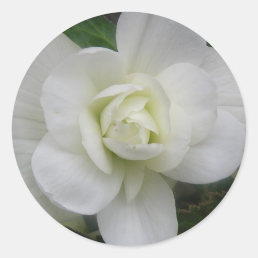 Mooie witwasboer ronde sticker (Voorkant)