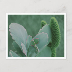 Mooie woestijnplant kunstfoto briefkaart