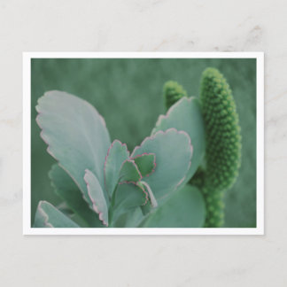Mooie woestijnplant kunstfoto briefkaart