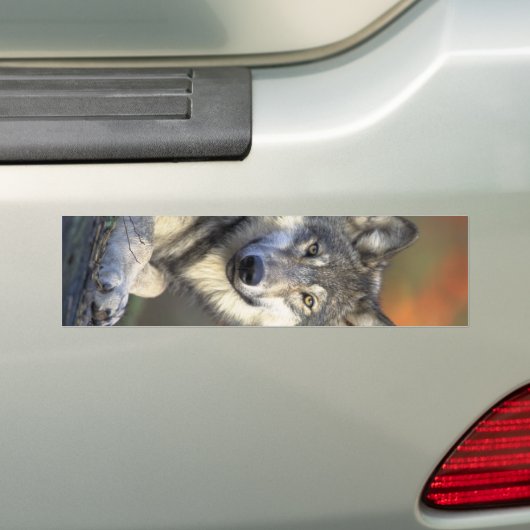 Mooie Wolf Bumpersticker (Op auto)